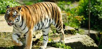 Bandhavgarh Tour Packages